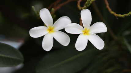Obraz na płótnie Canvas White flower blossom nature greenery and blur background