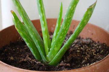 aloe vera flower in pot, aloe vera plant, in the home environment,