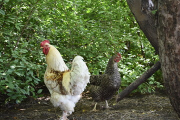 rooster and chickens in the garden