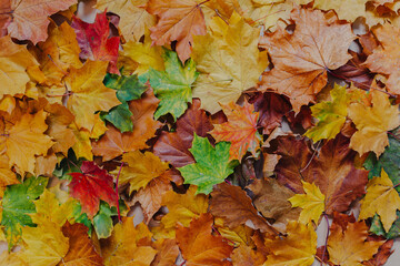 Naklejka na ściany i meble Colorful autumn maple leaves on the ground