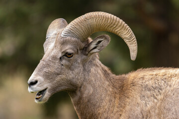 Bighorn Sheep in Waterton Canyon