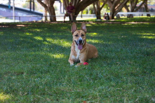Medium sized dog lying on the grass in the park. The dog has a red ball and is posing for the photo. Concept pets. 4th of october world pet day.