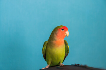 The rosy-faced lovebird (Agapornis roseicollis) sits on a cage