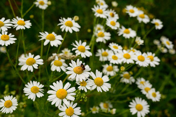 Fototapeta premium Close up of a bunch of blooming chamomile (Matricaria chamomilla) flowers. Chamomile is a species of plant within the daisy family (Asteraceae).