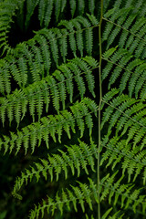 Close up of fresh green common lady fern (Athyrium filix-femina) with fan shaped leaves. Also suitable as an abstract background for themes related to nature and sustainability.