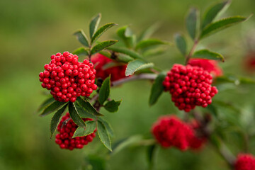 Close up of a branch of rowan (Sorbus aucuparia, also known as  mountain-ash), with bright red fruits. For centuries, the fruits and leaves of the rowan were used as folk medicine and cattle feed.