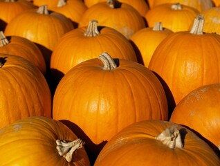 a big orange pumpkin in a soft evening sunlight