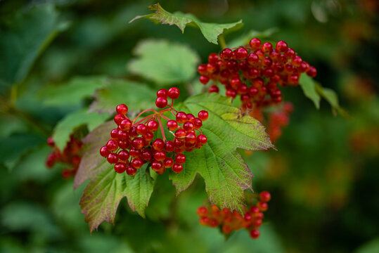 Close up of a „Guelder Rose“ (Viburnum opulus, other common names include water elder, cramp bark, snowball tree, common snowball) branch with red ripe fruits.