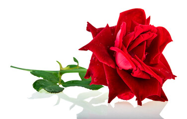 Beautiful red rose with water drops on white background