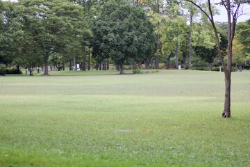 Fototapeta premium 芝生の公園