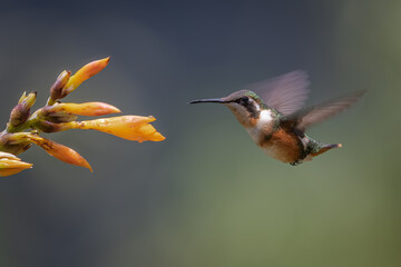 Fototapeta premium Purple-throated Woodstar in-flight foraging on an orange tropical flower