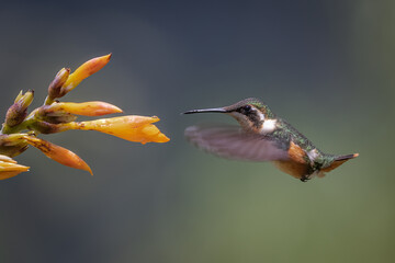 Fototapeta premium Purple-throated Woodstar in-flight foraging on an orange tropical flower