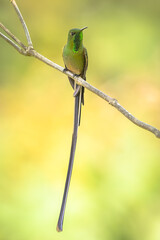 Black-tailed Trainbearer hummingbird perched on a branch © Wim