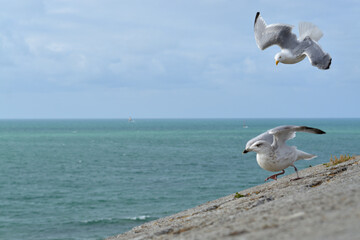 Seagulls hunting on a wall.