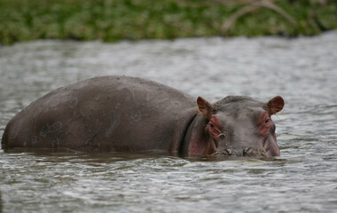 Hippo in water in Kenya