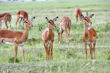 impala antelope in the savannah in Kenya