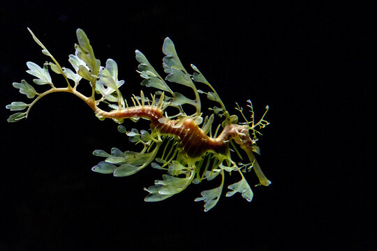 Leafy sea Horse dragon underwater
