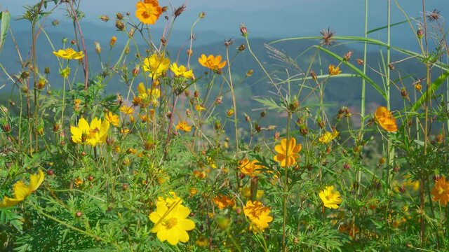 Yellow field flowers sway in the wind at mountain landscape, Mon Jam Thailand