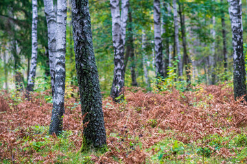 Obraz premium tree in the forest