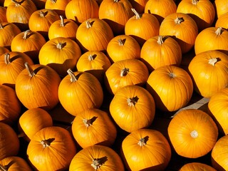 background of many orange pumpkins on a sunny autumn day
