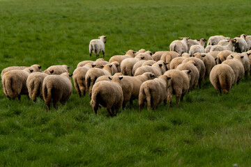 Obraz premium Schafe