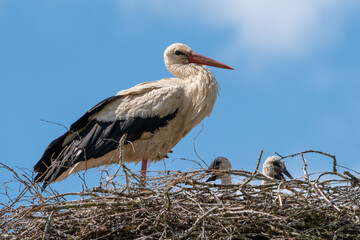 Storchen Familie