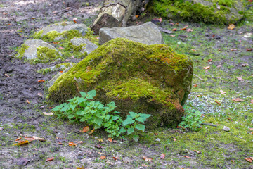 rocks overgrown with moss in the garden