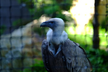 A close-up on the head of a vulture.