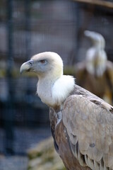 A close-up on the head of a vulture.