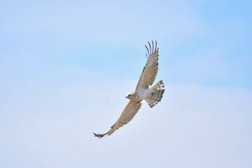 Schlangenadler