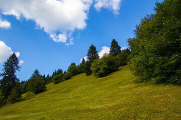 Fototapeta na wymiar Pasture and trees in the bavarian alps