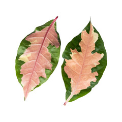 beautiful two colors green and pink on leaf isolated