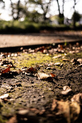 Fototapeta na wymiar 公園の落ち葉 