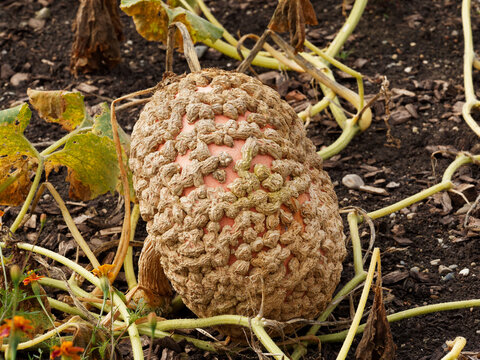 (Cucurbita maxima) Courge galeuse d'Eysines ou giraumon galeux d'Eysines ou courge brod&eacute;e galeuse