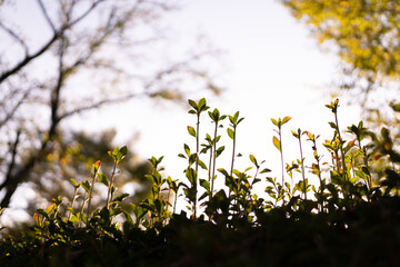 空に向かって伸びる新芽