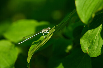M&auml;nnchen der Blauen Federlibelle (Platycnemis pennipes)	