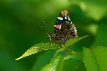 Admiral (Schmetterling)