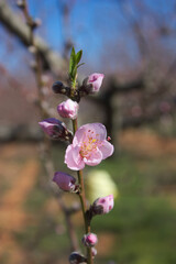 Closeup of the blossoms of a peach tree in late winter