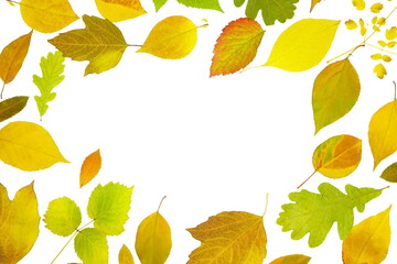  Frame of colorful bright yellow leaves Isolated on a white background. Autumn concept. Top view, copy space, flat lay.	