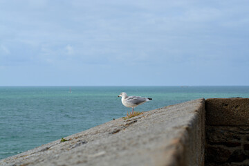 Seagull standing on a wall.