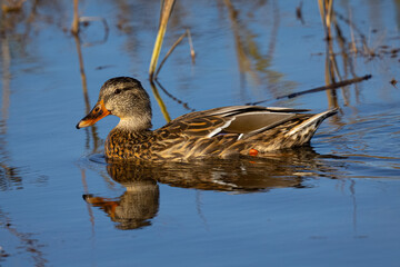 Very close view of a female wild duck,  seen in a North California marsh