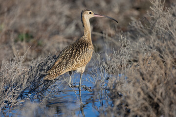 Close up of a long-billed curlew, seen in the wild in  a North California marsh