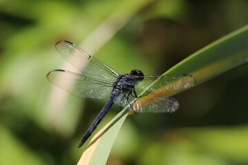 black dragonfly