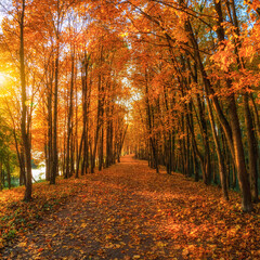 Sunny alley with maples in the autumn park. Autumn leaf fall. A path in a sunny autumn park with falling leaves.