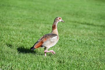 animaux oie plume parc vert environnement Ouette d'Egypte jarre