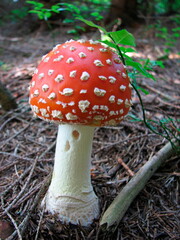 Muchomor sromotnikowy