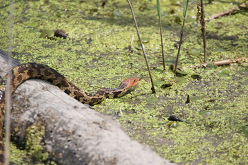 snake in wetland