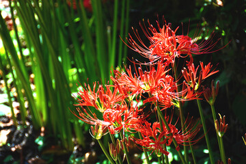 彼岸花　曼珠沙華　赤