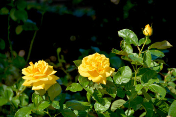 バラ 薔薇 花 黄色