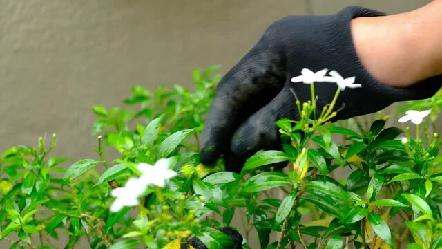 A footage of green caterpillar crawling on the floor after eat a farmer plant.